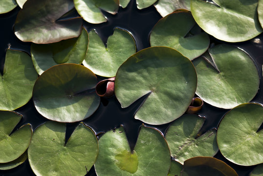 Lily Pad Top View Images Browse 537 Stock Photos Vectors And Video Adobe Stock