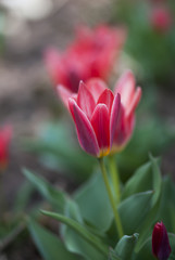 Pink Tulip Bloom
