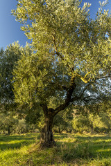 Fototapeta na wymiar Mediterranean olive field with old olive tree in Monteprandone (Marche) Italy.
