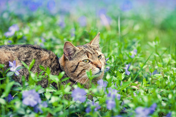 Cute cat lying on the periwinkle lawn with flower on the head