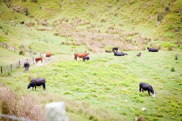 Dairy Cows New Zealand