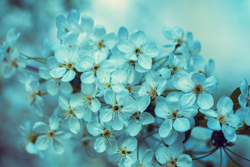 Obrazy  Vintage kwitnący sad. Gałęzie z kwiatami wiśni. Kolor niebieski
