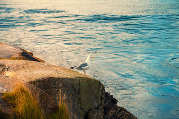 Seagull sitting on a rock by the sea