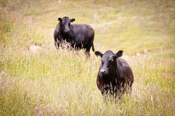 Dairy Cows in Long Grass New Zealand