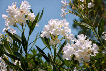 White oleander flowers