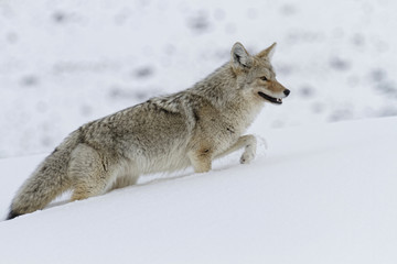Coyote dans la pente neigeuse
