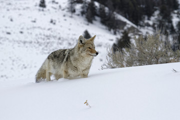 Fototapeta premium Coyote dans le Parc de Yellowstone 