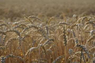 Erntereifes Getreide