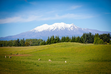 Mount Ruapehu from King Country Farm - obrazy, fototapety, plakaty