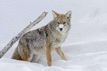 Coyote dans la neige, Parc de Yellowstone 