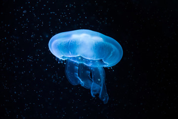 Naklejka premium Beautiful jellyfish with a small water bubbles.