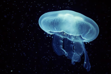 Naklejka premium Beautiful jellyfish with a small water bubbles.