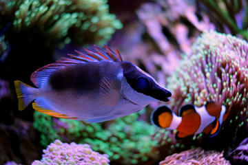 Magnificent Foxface (Siganus magnificus)