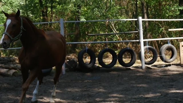 a Young Brown Horse With White Ergots and Fetlocks Gallops Elegantly in a Wooden Fence Horse Ground, Being Shot in Slo-Mo