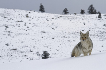 Coyote dans le paysage du Yellowstone