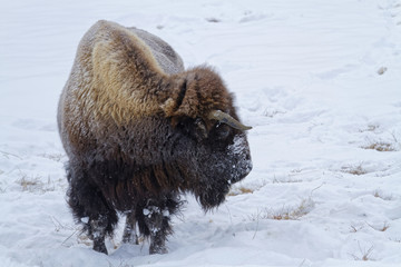 Bison dans le Parc de Yellowstone
