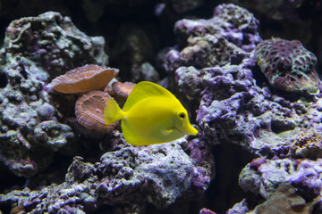 Yellow Tang (Zebrasoma flavescens).