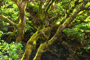 The Garoe tree, the sacred tree of the ancient inhabitants of the island. El Hierro, Canary Islands, Spain