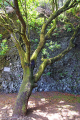 The Garoe tree, the sacred tree of the ancient inhabitants of the island. El Hierro, Canary Islands, Spain