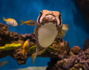 Cute puffer (porcupine) fish. © Iuliia