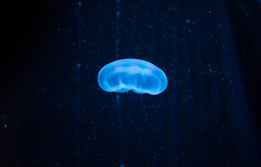 Beautiful jellyfish with a small water bubbles.