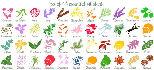 Big set of 44 essential oil plants. flat style, colored