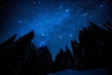 Le ciel étoilé brillant dans la forêt nocturne