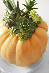 Beautiful composition of pumpkin with succulents on white table