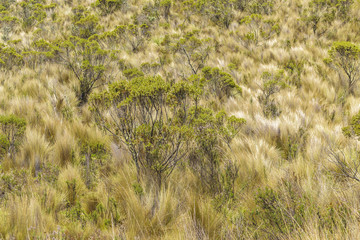 Cotopaxi National Park Ecuador