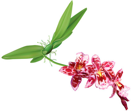 Beallara orchid plant