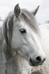 White Horse Head