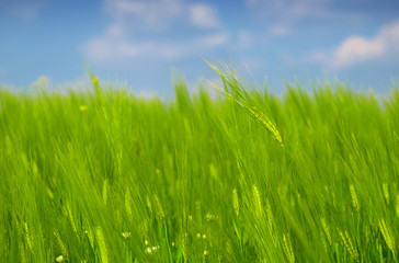 Obraz premium green wheat field