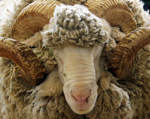 Portrait of white ram (Groznenskaya breed)