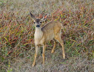 Black Tail Mule Deer Fawn
