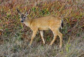 Black Tail Mule Deer Fawn