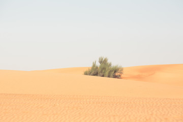 Fototapeta na wymiar Lonely Bush In The Desert
