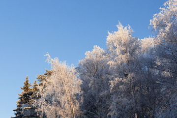 Hoarfrost trees and blue sky