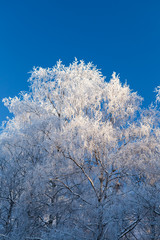 Hoarfrost trees and blue sky