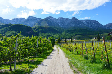 Fototapeta na wymiar Splendido paesaggio incantato primaverile con vigneti nei pressi del Lago di Caldaro, Alto Adige, Sudtirol, Italia