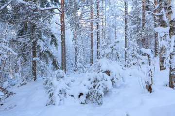 Snowy winter forest