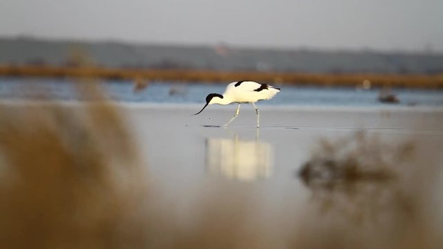 rare bird ornithologists circular walks in shallow water