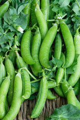 Fresh organic green peas