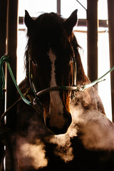 冬の競馬場