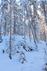 Snowy winter forest