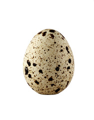 One quail egg on a white background