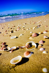 Shells on the ocean beach