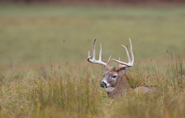 Naklejka na ściany i meble White-tailed deer buck resting in the grass in autumn
