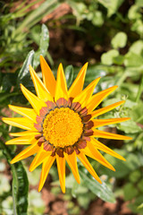 colorful of gerbera and green leaf with sun light,