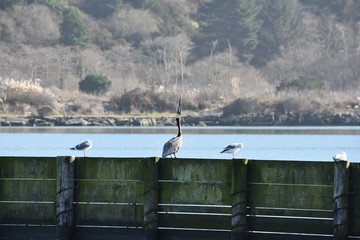 King Salmon, CA Brown Pelican with Gulls