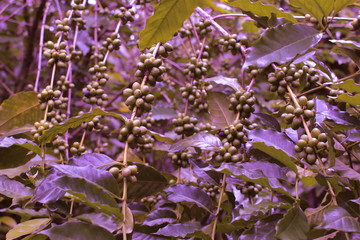Plantation coffee - 135757494